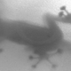 Illustration for article titled Scientists Prove That Even Dead Geckos Stick To Walls